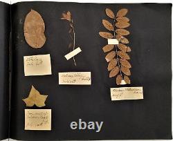 1912 antique BOTANICAL PRESSED LEAVES herbarium SCRAPBOOK ireland 13pg album