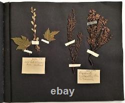 1912 antique BOTANICAL PRESSED LEAVES herbarium SCRAPBOOK ireland 13pg album