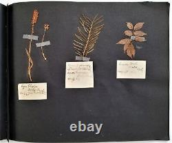 1912 antique BOTANICAL PRESSED LEAVES herbarium SCRAPBOOK ireland 13pg album