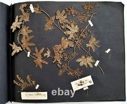 1912 antique BOTANICAL PRESSED LEAVES herbarium SCRAPBOOK ireland 13pg album