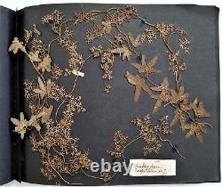 1912 antique BOTANICAL PRESSED LEAVES herbarium SCRAPBOOK ireland 13pg album