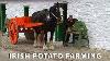 Vintage Potato Farming In Ireland Farming With Horses U0026 Vintage Tractors Irish Documentary